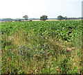 Sugar beet crop field south of Long Lane in NR12 8JJ
