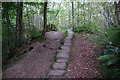 Causey-path in East Arnecliff Wood in YO22 5BA