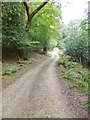 Godshill Wood, forestry road in SP6 2AY