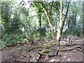 Godshill Wood, woodland in SP6 2AY