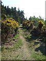 Path through Blairhead Wood in AB31 4DR