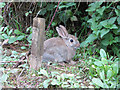 Wild rabbit on the Lower Mill Estate in GL7 6FJ