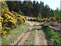 Junction of track from Blairhead with path through Blairhead Wood in AB31 4DR