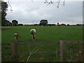 Grazing, Messingham in DN17 3PZ