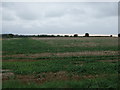 Crop field, Low Farm in DN21 4JR