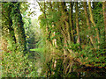 Wendover Arm near Halton in HP22 5NS