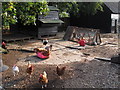 Chickens, Bouncers Farm, Wickham Bishops in CM8 3JX