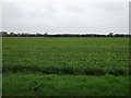 Crop field west of North Moor Road in DN21 3HT
