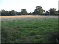 Field by Brockhamhurst Road, Blackbrook in RH2 8NU