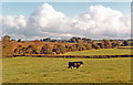Pastural scene on A356 near Merriott and  West Chinnock, 1984 in TA16 5AF