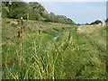 Bulrushes in Greatford Cut in PE6 9NF