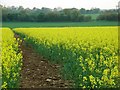 Footpath through rape in OX20 1ES