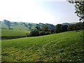 Grassy slopes next to lane between Bickingcott and Lambscombe in EX36 3JU