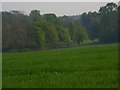 Woodland and wheat, Biddesden in SP11 9DR