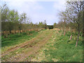 Track into Diamonds Laggan Woodland in DG7 3NN