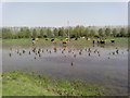 Cattle on Wicken Washes in CB7 6BG