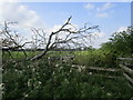 Rather overgrown footbridge in GL2 3NW