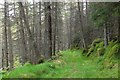 Track in Logierait Woods in PH9 0LN