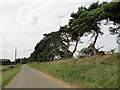 Scots Pine beside the road in IP12 3AF