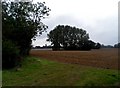 Small copse near to Bag Lane in Ingatestone, Fryerning & Mountnessing Ward