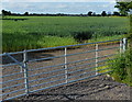 Gate onto farmland along the B4065 Leicester Road in CV7 9QL