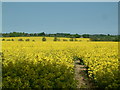 Footpath through rape field, Mountnessing in CM4 9FS
