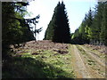 Forest track into Craigmore Wood in AB31 4BE