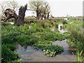 Willows in a Swamp in CB25 9LR