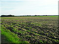 Arable land, Haddenham in CB6 3SY