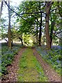 Path through the bluebells in NG20 9NB