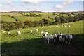 Sheep above Afon Hyrdd valley in Llansannan Community