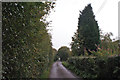 High hedges in Ford Hayes Lane in ST9 0DE
