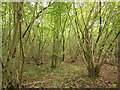 Coppiced woodland, South Moon Ridings in GL9 1BY