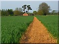 Footpath through wheat, Clench Common in SN8 4DS