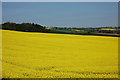 Oil Seed Rape near Abberley in WR6 6AE