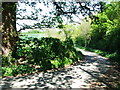 Dappled Lane in Brent Eleigh