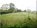 Hale, cereal field in SP6 2RQ