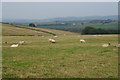 Sheep above Fox Clough in HD9 2SE