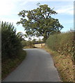 Tree at a bend in Church Lane, Aston in SY4 5RW