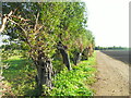Pollarded Willows on the track to Frog's Hall in CB6 3PH