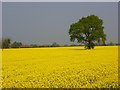 Oil-seed rape, West Grafton in SN8 3BY