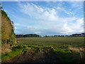 Berwickshire Landscape : Field And Trees Near Silverwells in TD14 5TZ