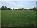 Farmland north of Back Lane in Bretherton