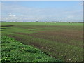 Young crop field off Green Lane in PR4 6HU