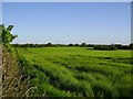Cornfield near Longslow on Mayday evening in TF9 3PL