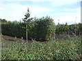 Tree nursery off Moss Lane in PR9 7UA