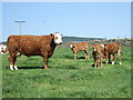 Cow and calves in AB31 6PF