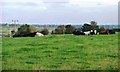 Cattle pasture, north of Wigton cemetery in CA7 9BY