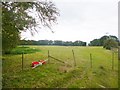 Fryern Court, sheep grazing in SP6 1ND
