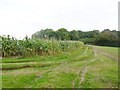 Outwick, maize field in SP6 2BT